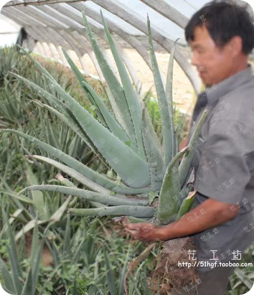 怎样使芦荟长的更好