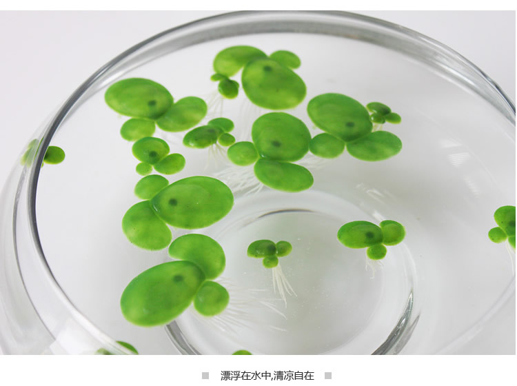 批发采购仿真植物-绿色高仿真浮萍假花绿植一