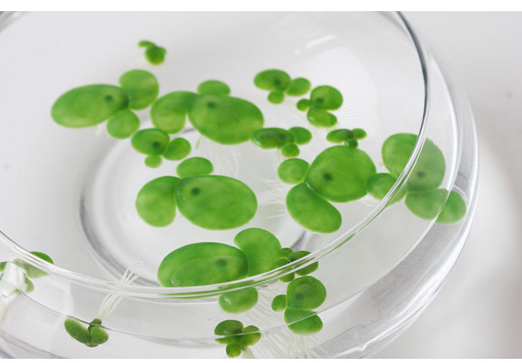 批发采购仿真植物-绿色高仿真浮萍假花绿植一