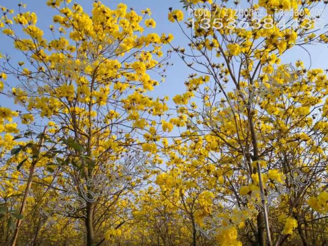 供应:黄花风铃木