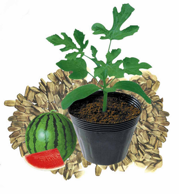 金西砧/大西瓜嫁接砧木种子 葫芦瓠瓜种子春播 蔬果种子 100g