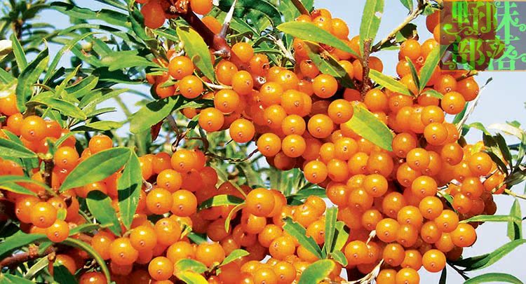 野味部落 山西特产丨吕梁野山坡沙棘汁丨VC之