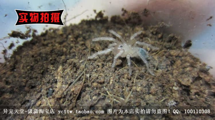 巴西所罗门食鸟蜘蛛 3l1厘米左右 