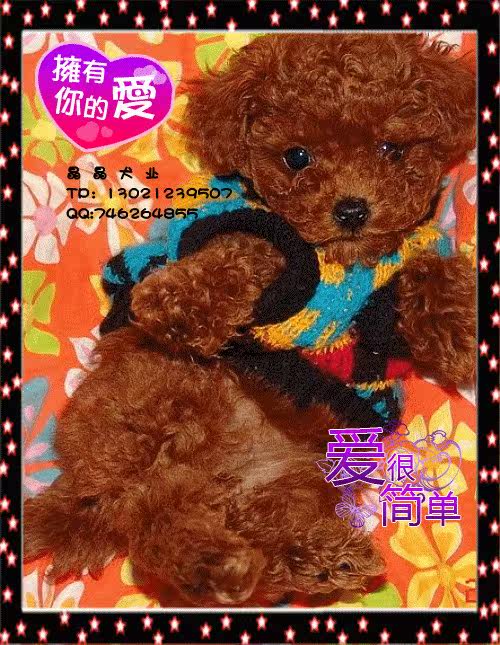 ▆█自家出售红贵宾/泰迪幼犬，不纯赔十万！ █▆