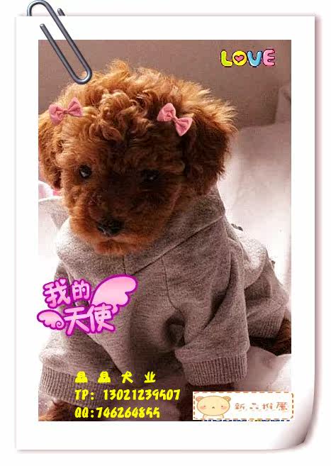 ▆█自家出售红贵宾/泰迪幼犬，不纯赔十万！ █▆