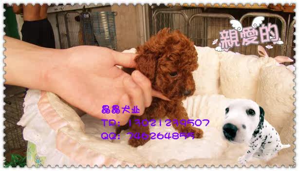 ▆█北京巧克力泰迪/贵宾犬，泰迪幼犬，自家繁殖包健康 █▆