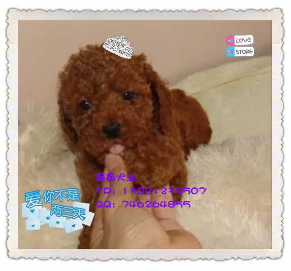 ▆█北京巧克力泰迪/贵宾犬，泰迪幼犬，自家繁殖包健康 █▆