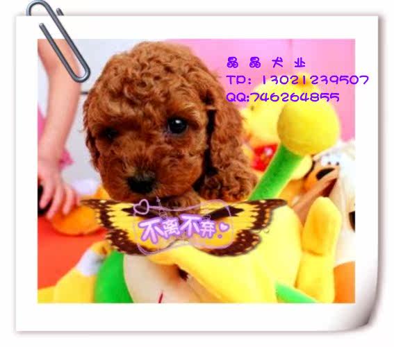 ▆█自家出售红贵宾/泰迪幼犬，不纯赔十万！ █▆