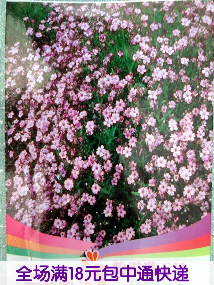 满天星花种子盆栽 爬藤植物阳台垂吊兰花卉种