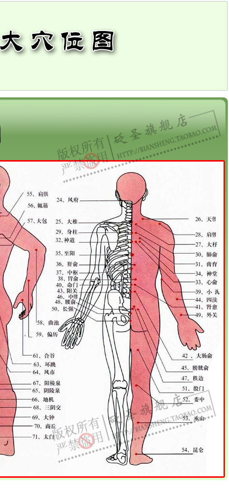人体全身穴位图