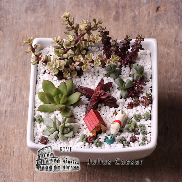 多肉植物上盆与组盆技巧_恺撒-多肉植物